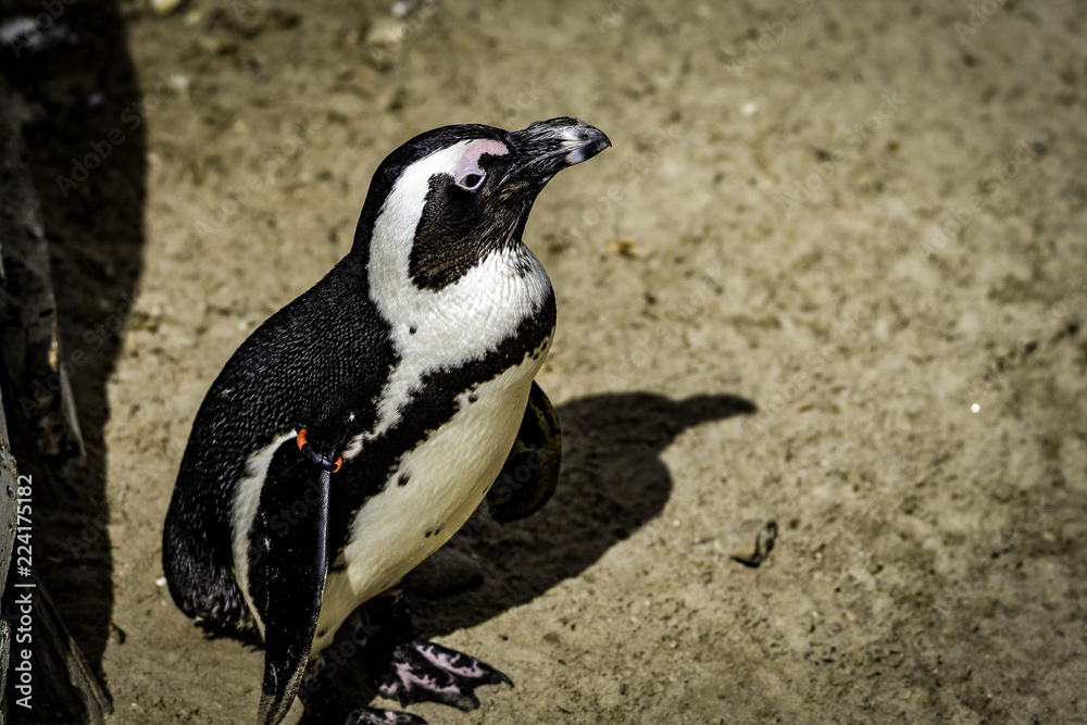 Fototapeta premium Tiere im Zoo