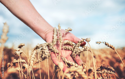 Woman's hand touching wheat ears. Harvest concept