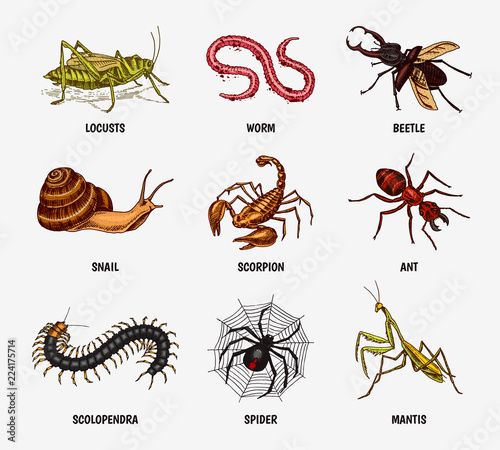 Big set of insects. Vintage Pets in house. Bugs Beetles Scorpion Snail, Whip Spider, Worm Centipede Ant Locusts, Mantis Bee. Amblypygi, Lucanus cervus, Scolopendra Julida. Engraved Vector illustration