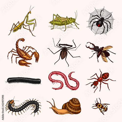 Big set of insects. Vintage Pets in house. Bugs Beetles Scorpion Snail, Whip Spider, Worm Centipede Ant Locusts, Mantis Bee. Amblypygi, Lucanus cervus, Scolopendra Julida. Engraved Vector illustration