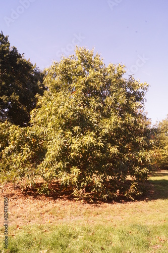 Trees autumn