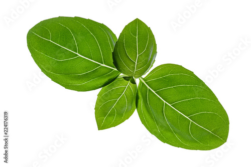 Basil leaves isolated on white background