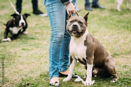 Beautiful Dog American Staffordshire Terrier Standing Near Woman