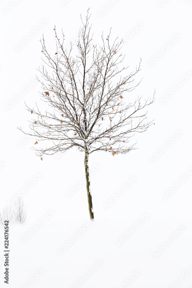 Fototapeta premium lonely tree without leaves in the middle of snow on a cold winter day 