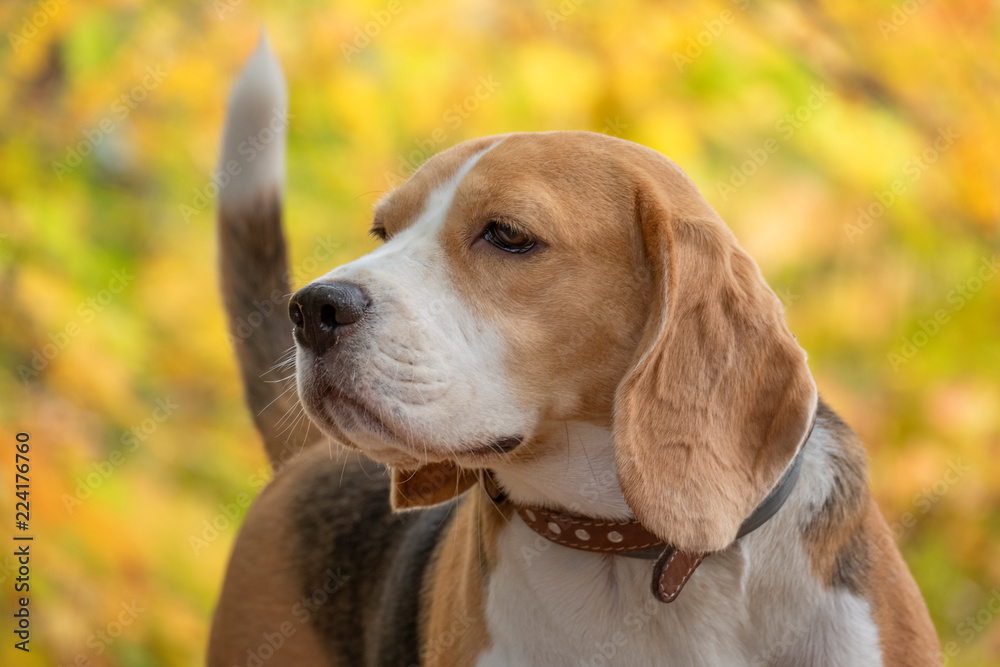 Beagle dog in autumn Park with yellow foliage
