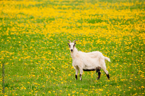 Goat  Grazing In Spring Meadow With Fresh Green Grass And Dandel photo