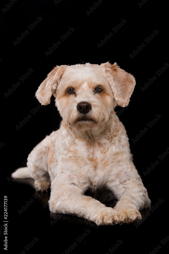 Niedlicher Mischlingshund auf schwarzem Hintergrund Niedlicher Mischlingshund auf schwarzem Hintergrund