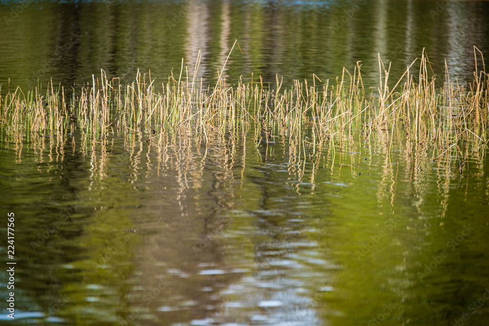 lake shore with grass and trees in spring lake shore with grass and trees in spring
