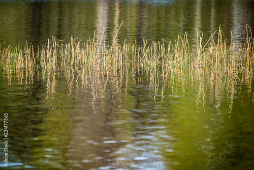 lake shore with grass and trees in spring