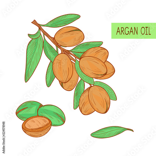 Argan. Plant. Branch, fruit, leavesl. Sketch. On a white backgro