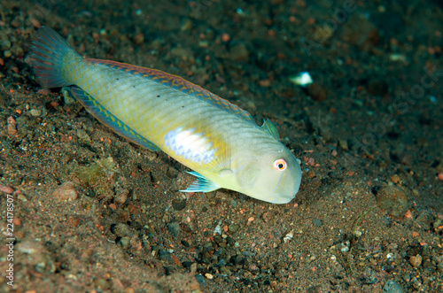 Finspot razorfish, Iniistius melanopus, Bali Indonesia. photo