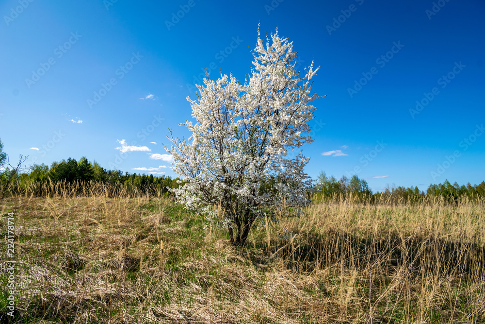 blooming apple tree in early spring