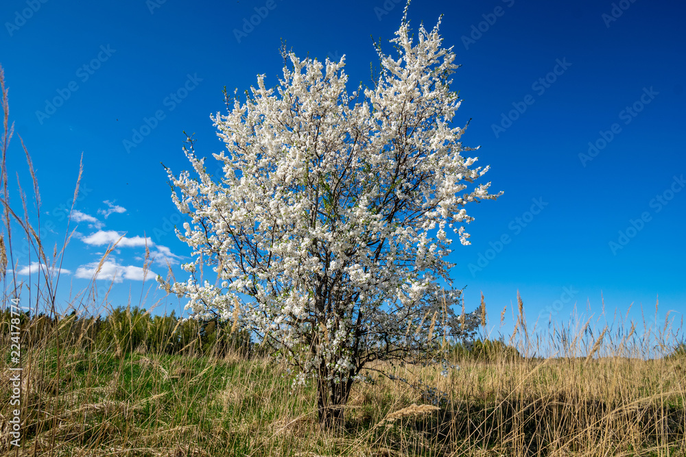 blooming apple tree in early spring blooming apple tree in early spring