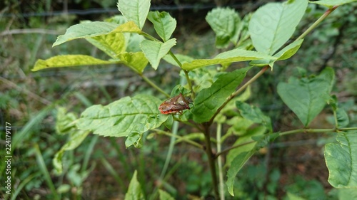 bug on plant