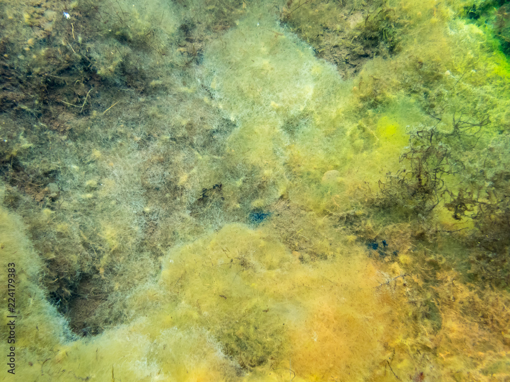 Colourful algae in spring