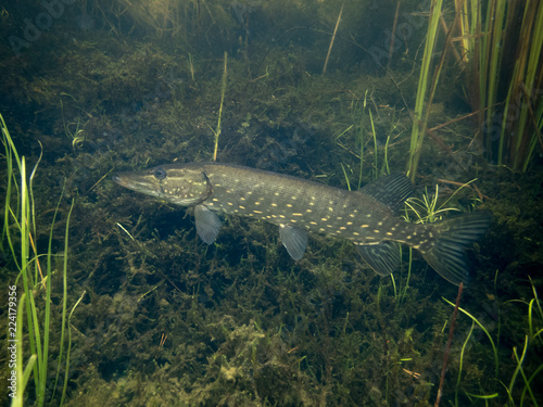 Pike in mossy lake