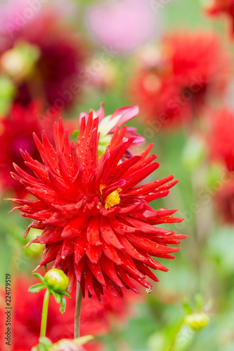 Fototapeta Naklejka Na Ścianę i Meble -  Rote Kaktusdahlie (Asteraceae) an einem Spätsommermorgen.
