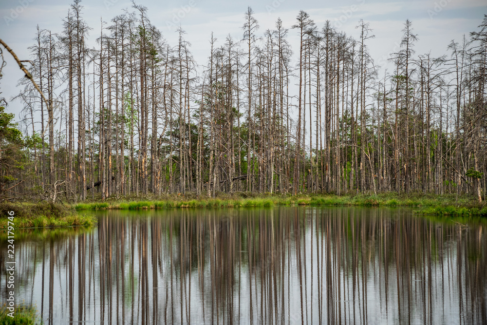 reflections of dead tree trunks in bog water at sunset