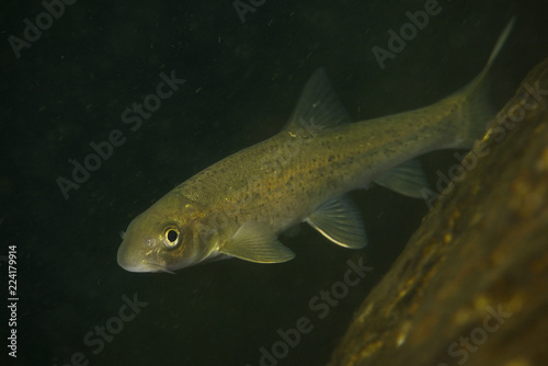 Unknown carp like fish china photo