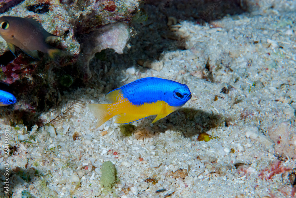 Yellow-Belly Damsel Pomacentrus auriventris Yellow-Belly Damsel Pomacentrus auriventris