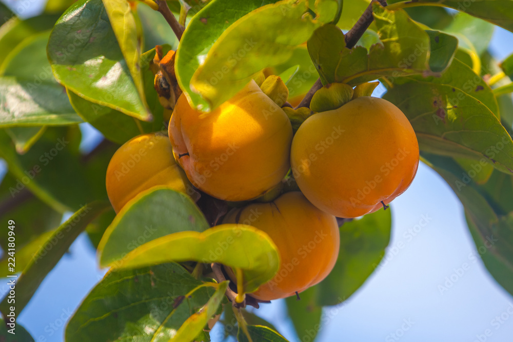 Ripe orange persimmons on the persimmon tree, fruit