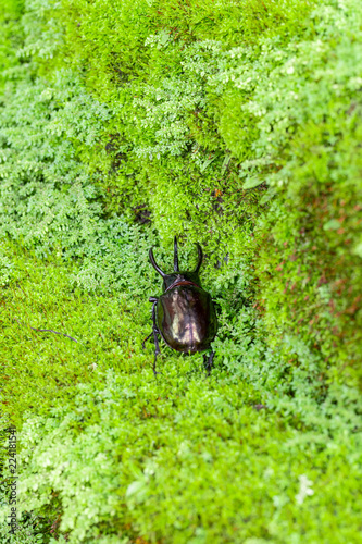 neptunus beetle on the green moss.