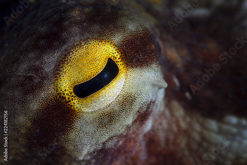 Eye common octopus photo