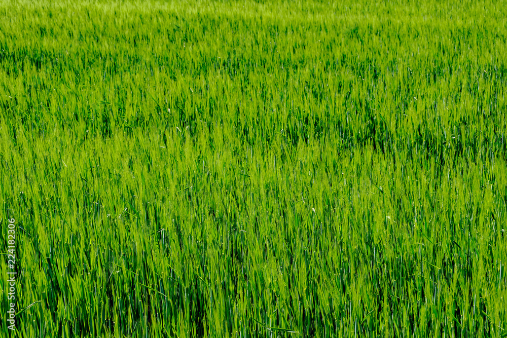 green grass foliage pattern in summer bright sunlight green grass foliage pattern in summer bright sunlight