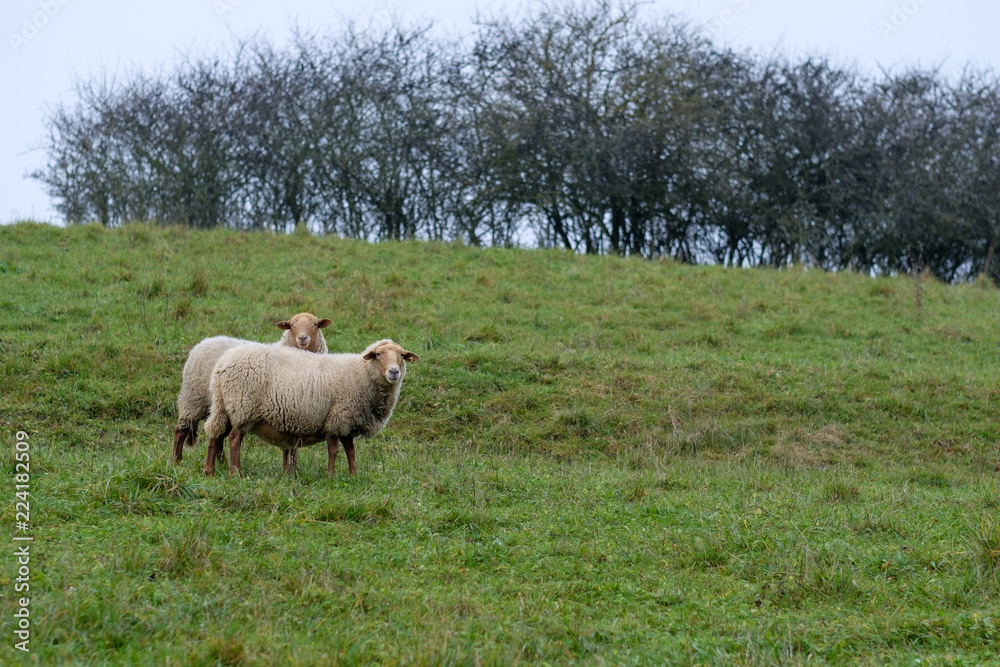 Zwei Schafe auf herbstlicher Wiese Zwei Schafe auf herbstlicher Wiese