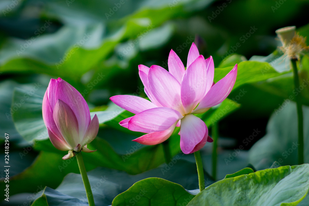 Fresh pink lotus flower on the lake.