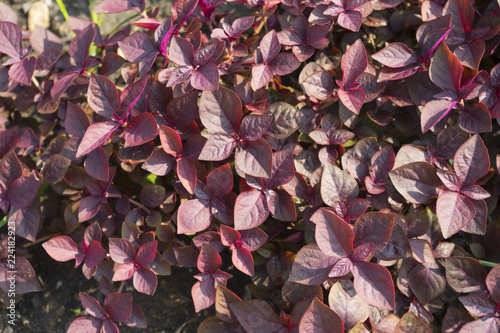 Cyathula prostrata (L.) Blume plant in nature photo