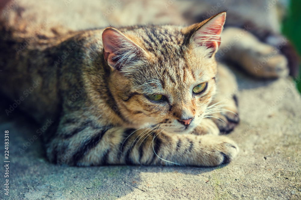 Portrait of a stray cat lying on concrete surface