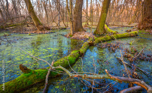 Fototapeta Naklejka Na Ścianę i Meble -  green moss on old woods in Swamp