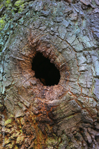 hollow in the trunk of a tree