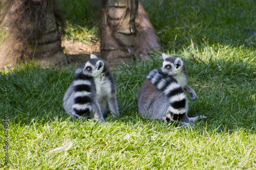 two lemurs posing on green grass © lisa_L