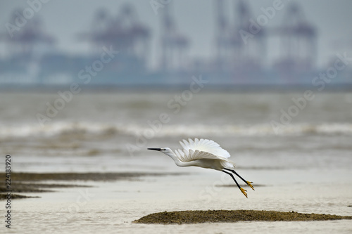 Chinese egret
