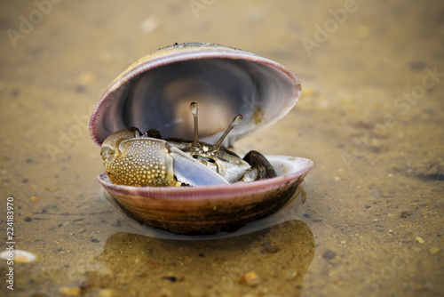 Fiddler crab