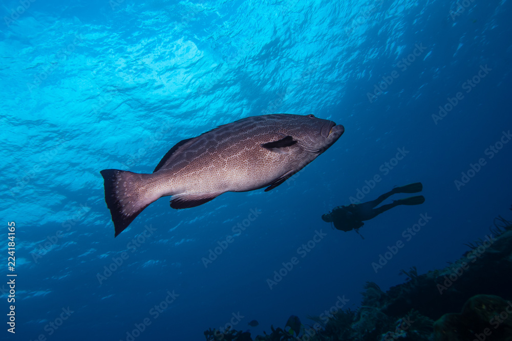 Fototapeta premium Black Grouper Mycteroperca benaci