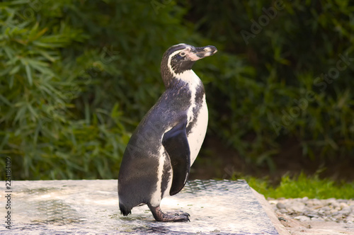 penguin posing on green background