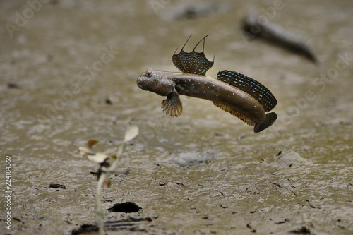 Bluespotted mudskipper swimming in sea photo