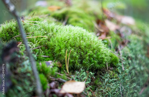 moss in a forest