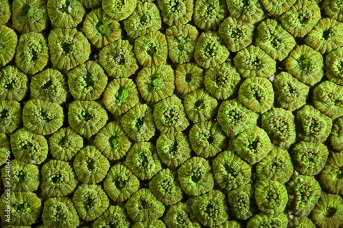 Coral polyps