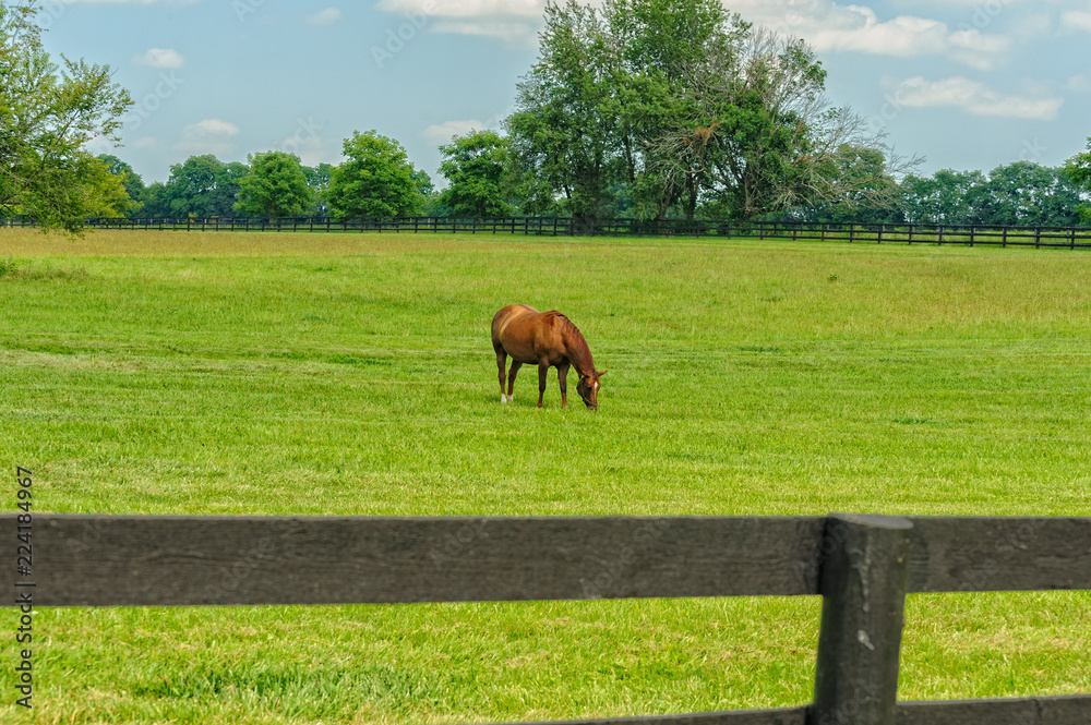 Naklejka premium Thoroughbred Horse