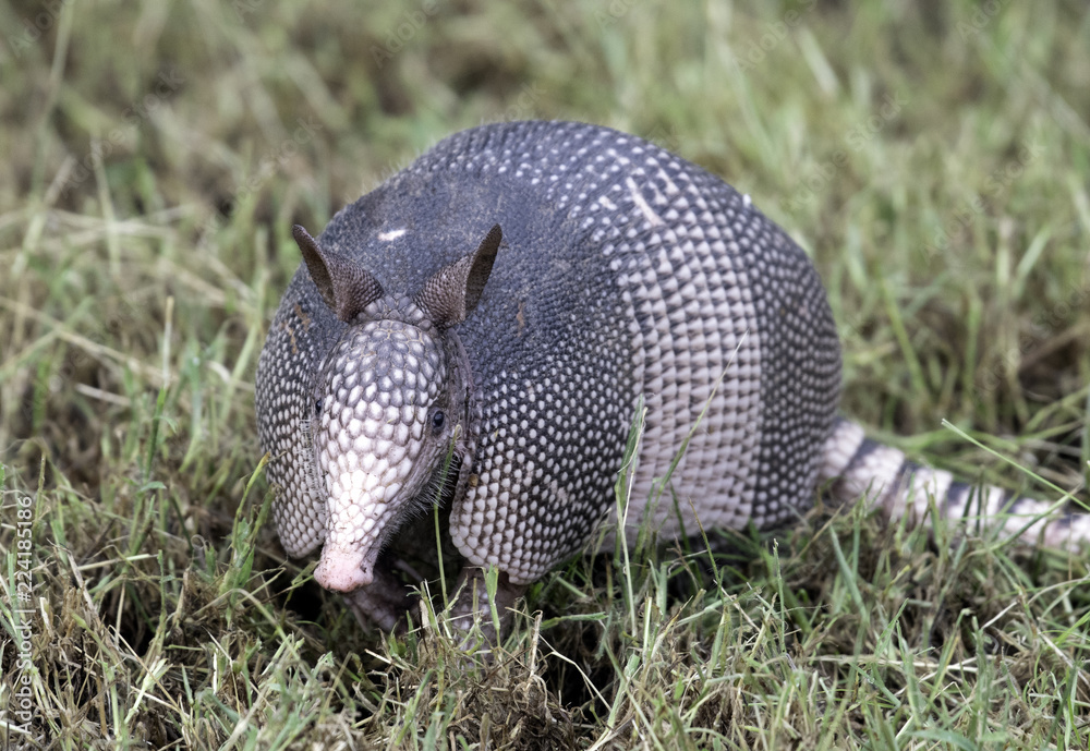 Obraz premium Armadillo