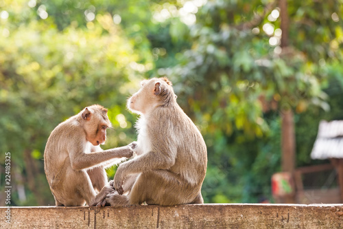 Monkeys checking for fleas and ticks on concrete fence in the park © pittawut