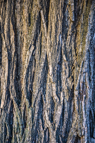 Wood texture. Stalk with bark and deep relief. Gray background.