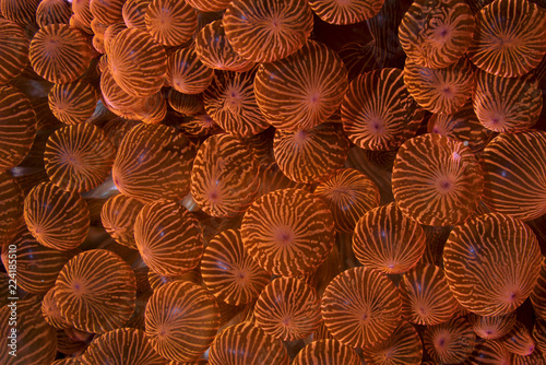 Bubble tip anemone