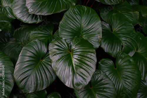 Tropical green leaves in natural light and shadow with green toned color and selective focus.Low key lighting Nature background.