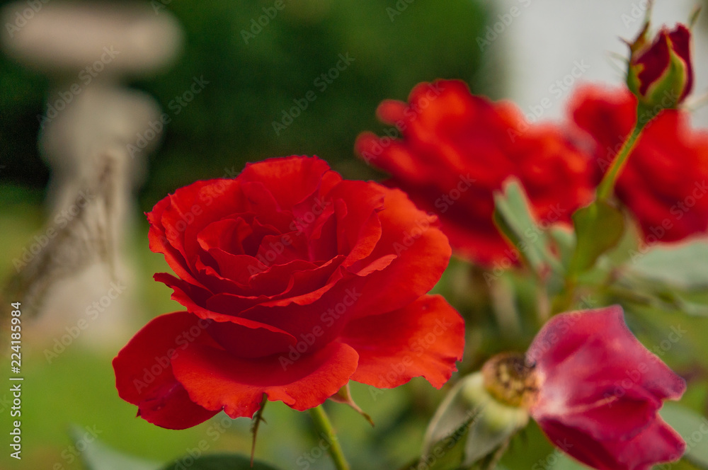 lovely rose red