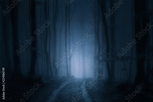 path in dark and scary forest photo